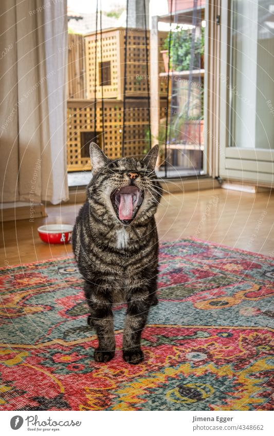 Katze gähnt gähnen Wohnungskatze Haustier Tiergesicht Müdigkeit Tierporträt