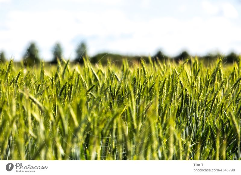 ein grünes Kornfeld Feld Brandenburg Landschaft Himmel Außenaufnahme Menschenleer Farbfoto Tag Natur Umwelt Pflanze Textfreiraum oben Schönes Wetter Horizont
