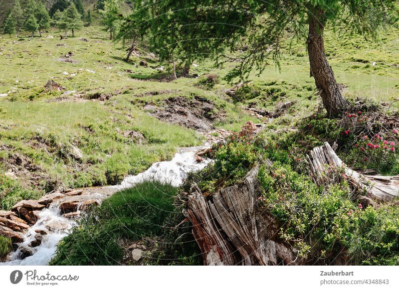 Bergwiese, Wildbach, Baumstumpf und Baum bei einer Wanderung in Südtirol Wiese Bach Landschaft Natur Wandern Wanderlust Wasser grün Gras urwüchsig wandern
