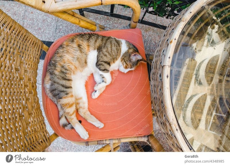 Tagesschlaf einer Katze auf einem Rattanstuhl Großaufnahme Erwachsener Tier Stuhl Kälte Farbe Entspannung am Tag Tagesruhe heimisch Hauskatze flache Ansicht