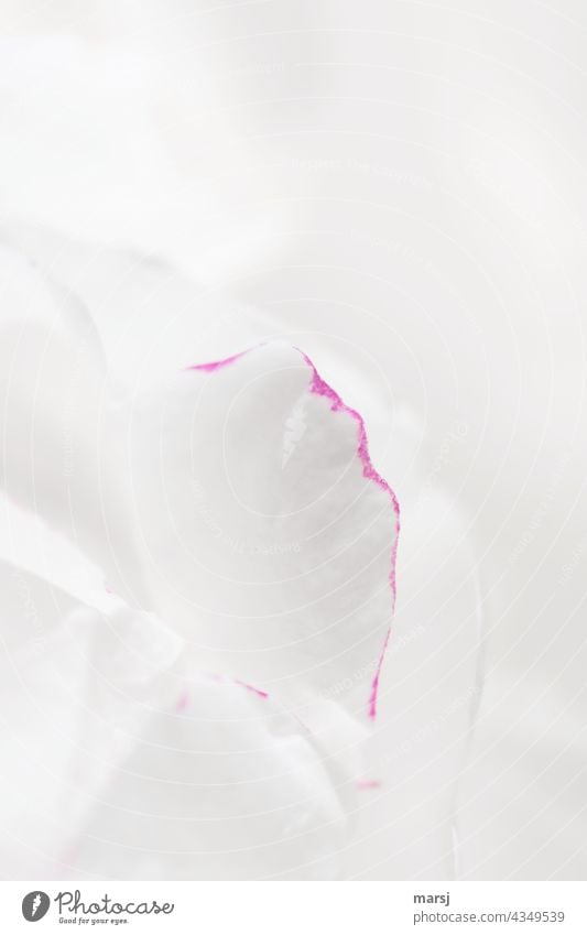 Die Reinheit der weißen Pfingstrose. Fein verziert von einem rosa Rand. Pflanze natürlich Natur Weiß weiß in weiß umrahmt rein Unschuld weiße Weste