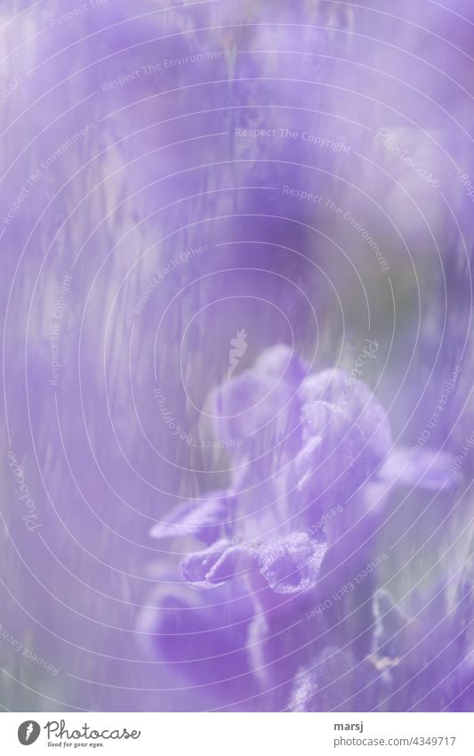 Makro einer Lavendelblüte. Als Doppelbelichtung durch einen Lavendelbusch. Blüte violett Pflanze Duft Farbfoto Natur Blume Sommer Blühend natürlich