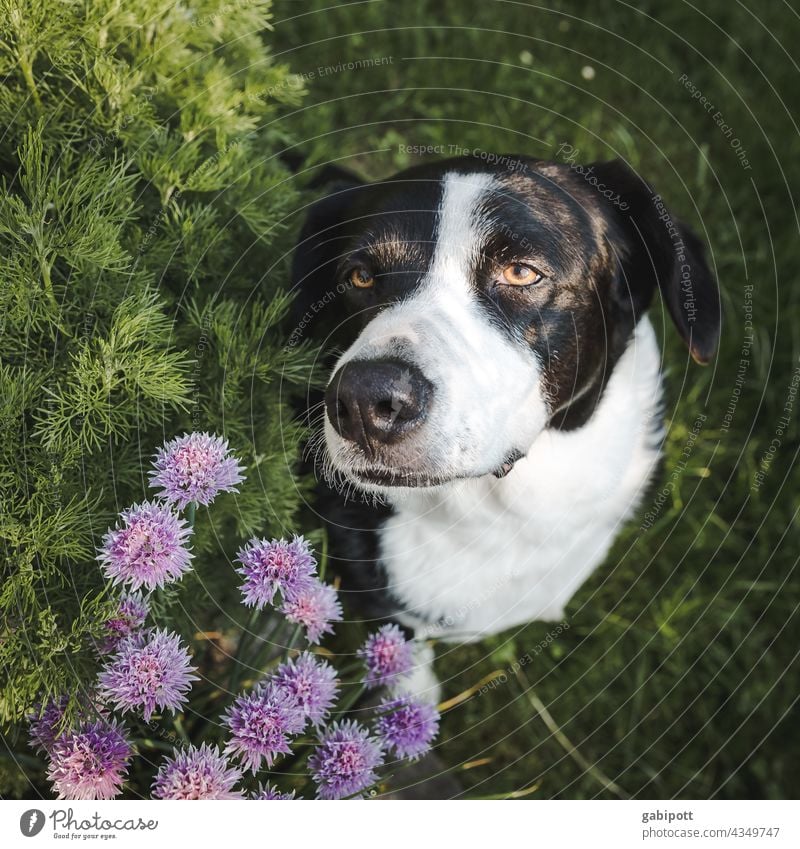treuer Hundeblick mit lila Schnittlauchblüten Hundekopf Blick süß Haustier Tier Hundeschnauze Tierporträt Tiergesicht Farbfoto niedlich Schnauze Nase Tierliebe