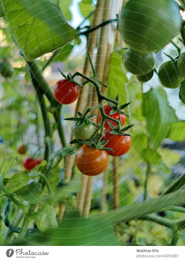 Kleine Cocktailtomaten mitten in der Tomatenpflanze reif Gemüse Garten Lebensmittel Frucht natürlich saftig grün Gartenarbeit lecker Diät frisch Essen hängen