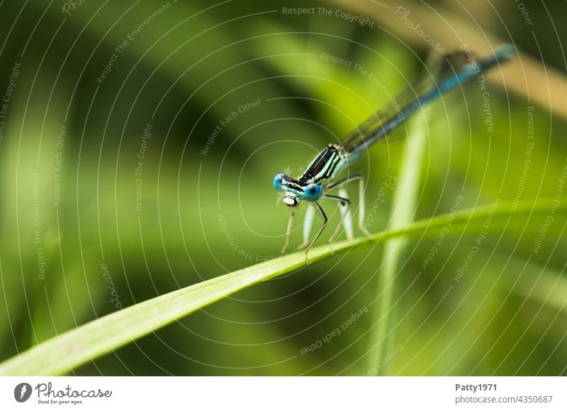 Kleine, blaue Federlibelle sitz auf einem Grashalm Libelle Insekt Natur Tier Makroaufnahme Außenaufnahme Tierporträt Wildtier grün Platycnemis pennipes Männchen