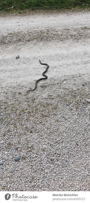 Ringelnatter Schlange Reptil Tier Natur Außenaufnahme Menschenleer Natter Farbfoto