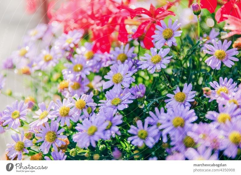 bunte Frühlingsblume im Garten nach dem Regen Blume blau Natur Sommer Pflanze Flora Blütezeit purpur geblümt grün Blütenblatt im Freien Farbe Gartenarbeit Blatt