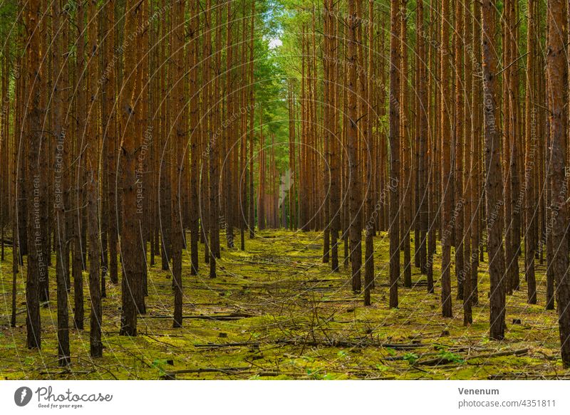 Schmaler Weg in einem jungen Kiefernwald für Forstwirtschaftsfahrzeuge Wälder Baum Bäume Waldboden Bodenanlagen Unkraut Bodenbewuchs Kofferraum Rüssel
