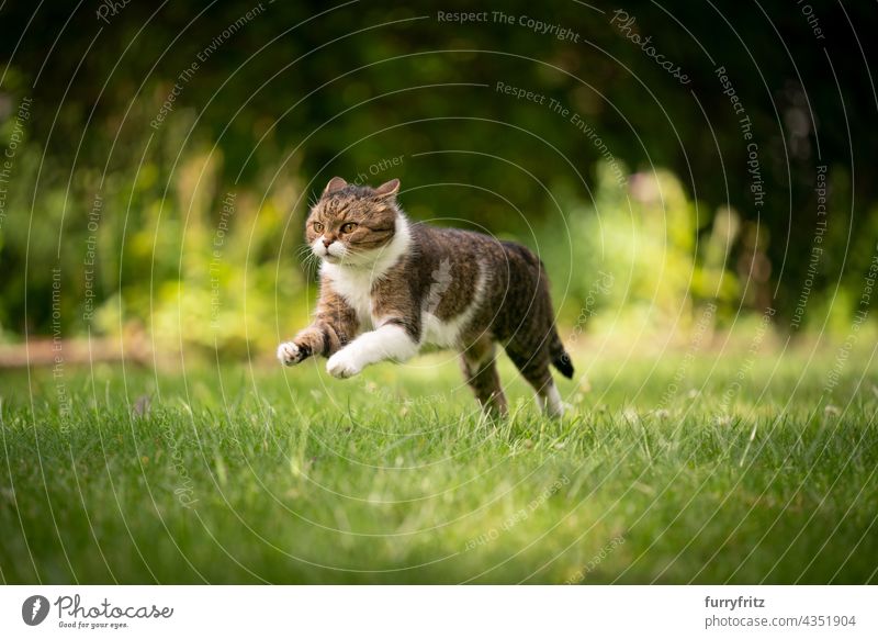 Katze läuft auf grünem Rasen im Freien im Hinterhof Natur Haustiere fluffig Fell katzenhaft britische Kurzhaarkatze Tabby weiß Ein Tier Wiese Gras Garten