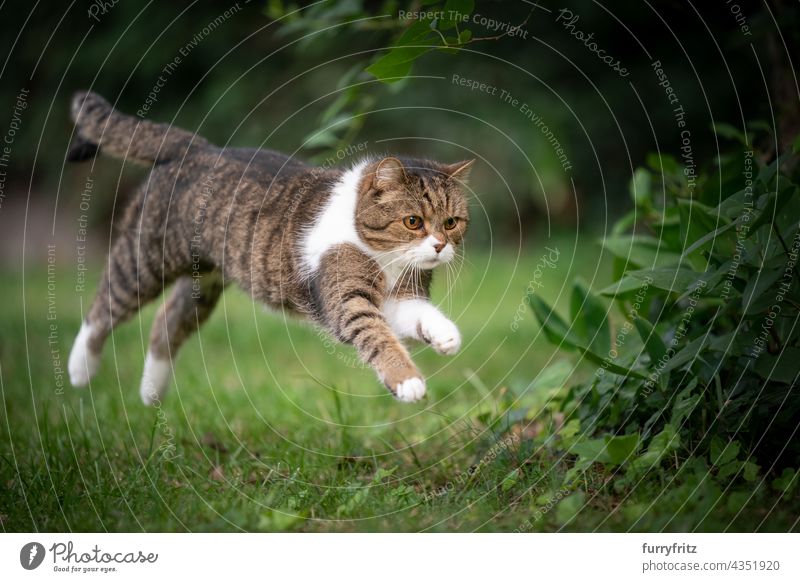 Katze läuft springend auf grünem Rasen im Freien Natur Haustiere fluffig Fell katzenhaft britische Kurzhaarkatze Tabby weiß Ein Tier Wiese Gras Garten