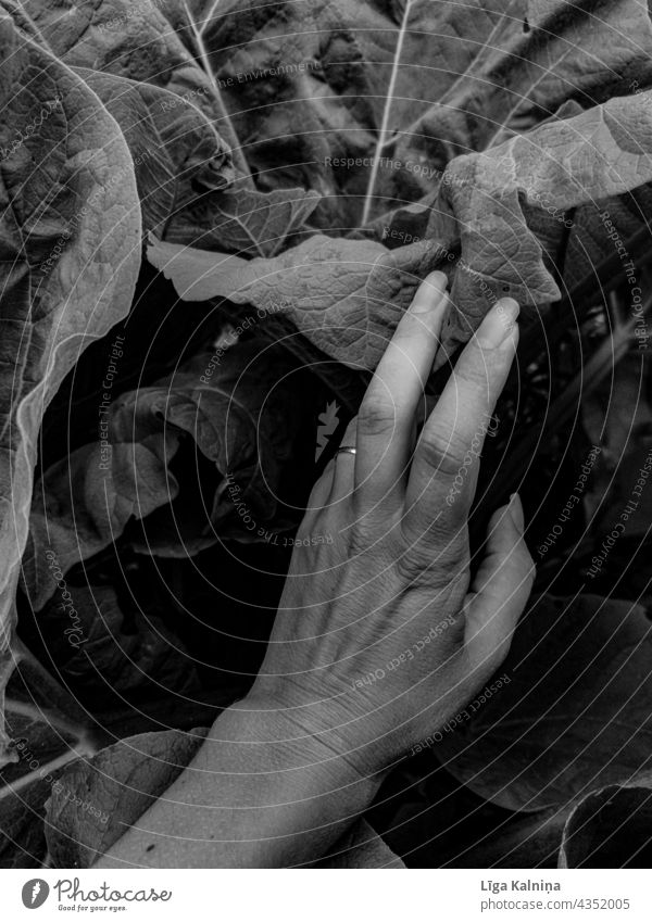 Eine Hand zwischen Blättern Finger obskur schwarz auf weiß Schwarzweißfoto Natur dunkel Haut grau Körperteile Arme Mensch feminin Frau Licht Schatten Handfläche