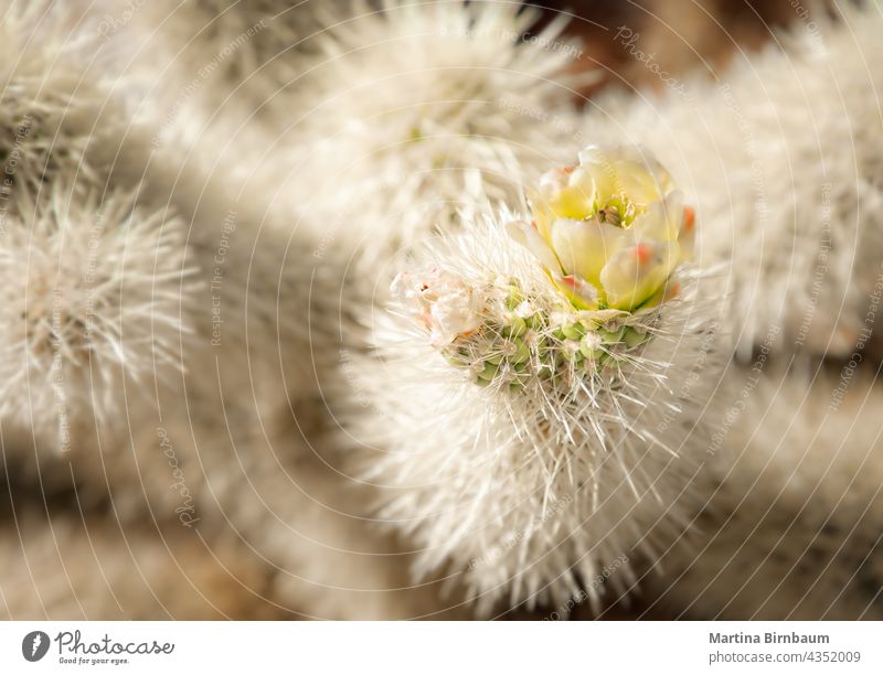 Nahaufnahme eines Teddybärkaktus auf dem Cholla Cactus Nature Trail, Joshua Tree National Park Kalifornien Cholla-Kaktus-Naturlehrpfad Cylindropuntia bigelovii