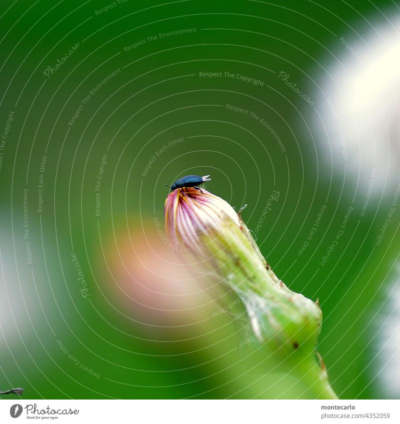 Ein kleiner Käfer ganz oben auf der Knospe Tierporträt Schwache Tiefenschärfe Licht Textfreiraum oben niedlich nah natürlich einfach Wildpflanze Natur Pflanze