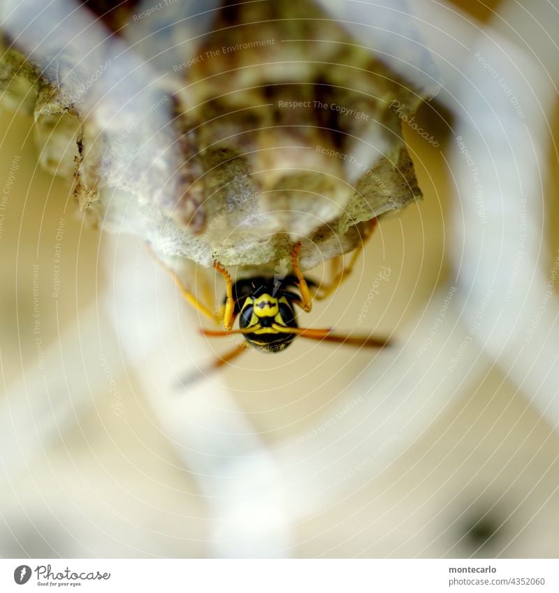 Eine Wespe macht es sich im Insektenhotel gemütlich über kopf Tierporträt Schwache Tiefenschärfe Blick nach vorn Vorderansicht Makroaufnahme Nahaufnahme