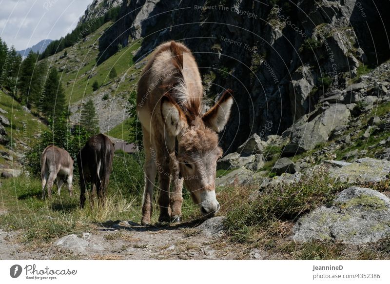 grasender Esel in den Bergen Natur Tierporträt Tag Außenaufnahme Alpen Nutztier Ton-in-Ton Sommer nachhaltig achtsam naturbelassen Bauernleben Schweiz fauna