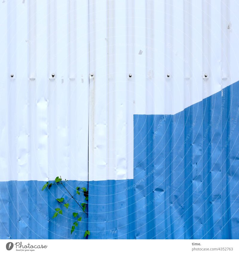 Zwischenräume | nutzen blech pflanze wand wachsen strauch blechwand schuppen kaputt farbe muster struktur bemalt beule verbeult durchlass lücke blau