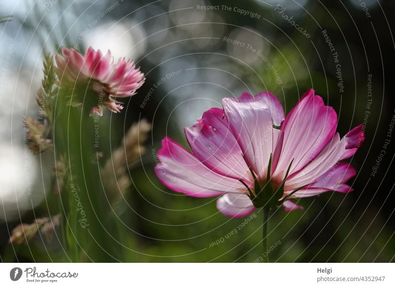 in der Blumenwiese - Cosmea, Strohblume und Gräser aus der Froschperspektive im Gegenlicht Schmuckkörbchen Gras Bokeh Blüte blühen wachsen Sonnenlicht gestreift