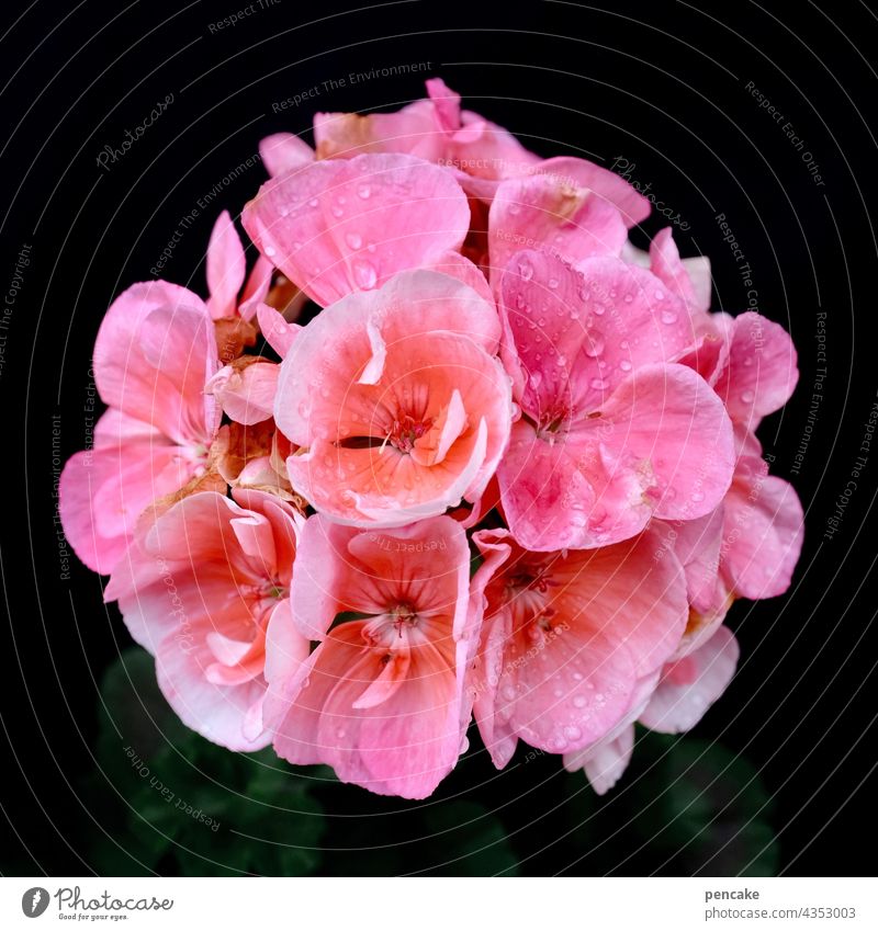 geranium queen rosa Geranie blühen Nahaufnahme Garten dekorativ Sommer Fensterbrett prächtig pink Blüte Blume