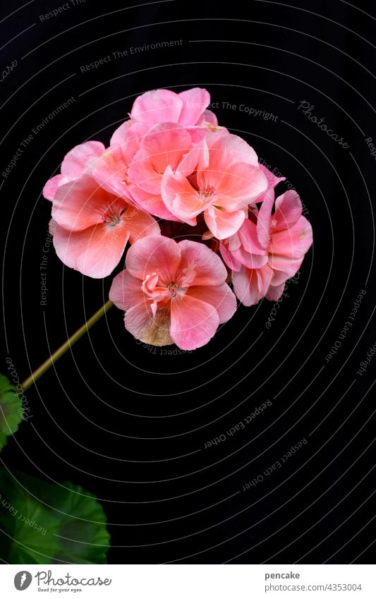 bloomig II Geranie Freisteller Blume Makroaufnahme Blüte Hintergrund neutral Nahaufnahme Garten pink lachsfarben Sommer Textfreiraum