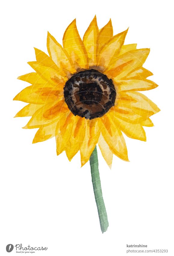 Herbst-Aquarell-Kollektion mit gelber Sonnenblume herbstlich Botanik Sammlung vereinzelt Natur Oktober Pflanze Saison saisonbedingt September Kulisse lebhaft
