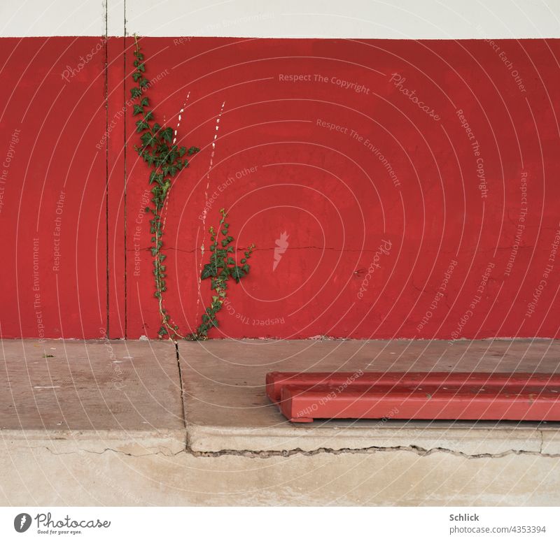 Rote Wand mit Efeu und Sitzbank in einem alten Fußballstadion rot Beton Riss Hintergrund Außenaufnahme Pflanze Menschenleer Farbfoto Tag Gedeckte Farben