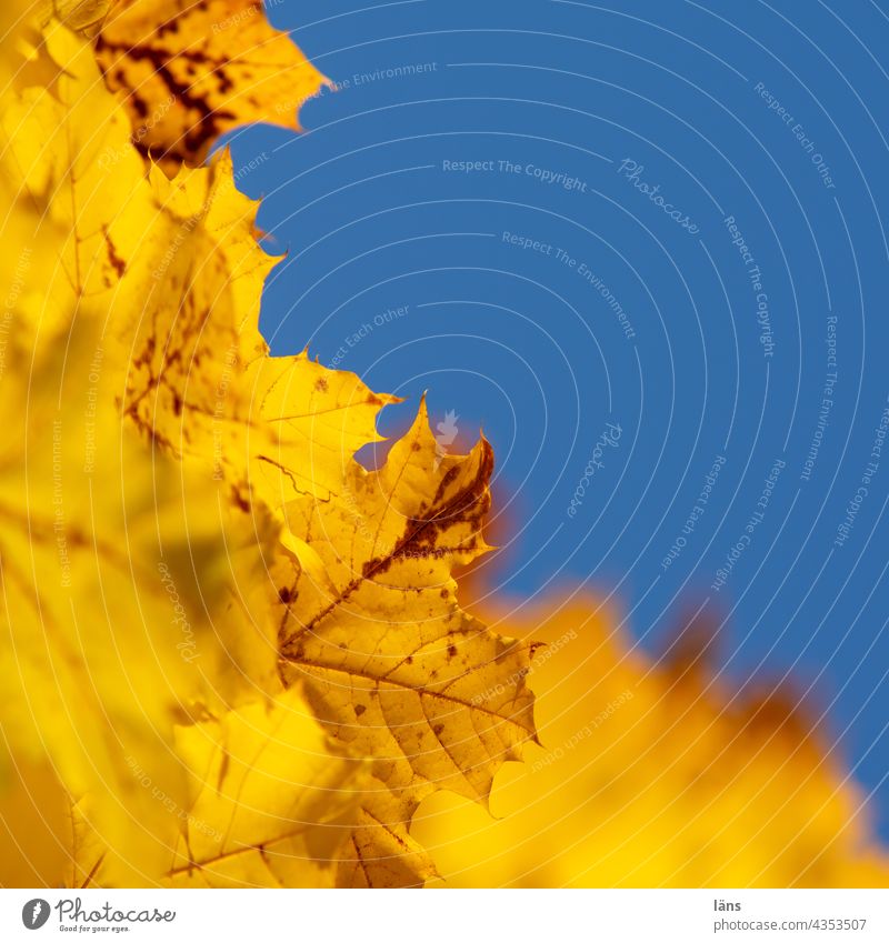 Goldener Herbst Blätter Herbstfärbung Herbstlaub herbstlich Natur Blatt gelb Menschenleer Vergänglichkeit Pflanze Wandel & Veränderung