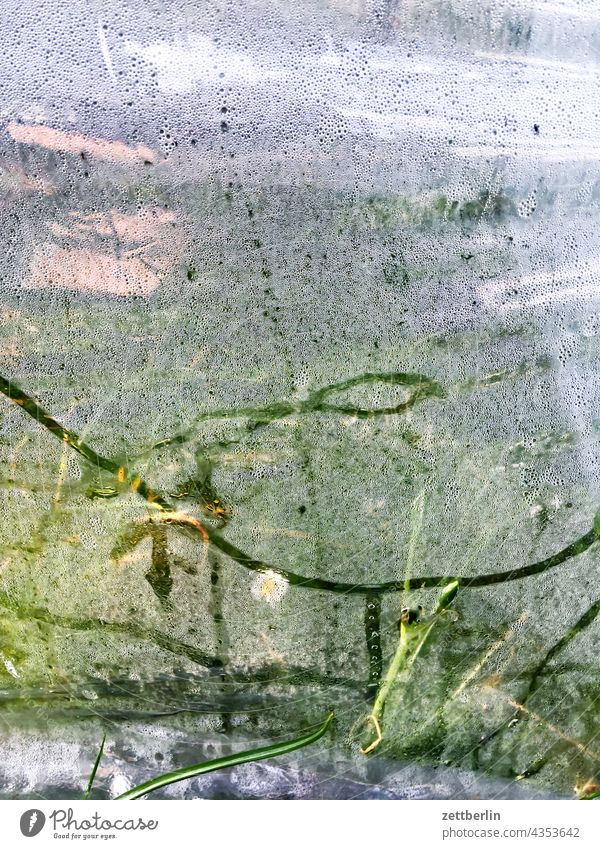 Frühbeet mit Schneckenspur berlin detail garten realität stadt szene urban frühbeet treibhaus folie plane glas durchsichtig transparent transluzent pflanze