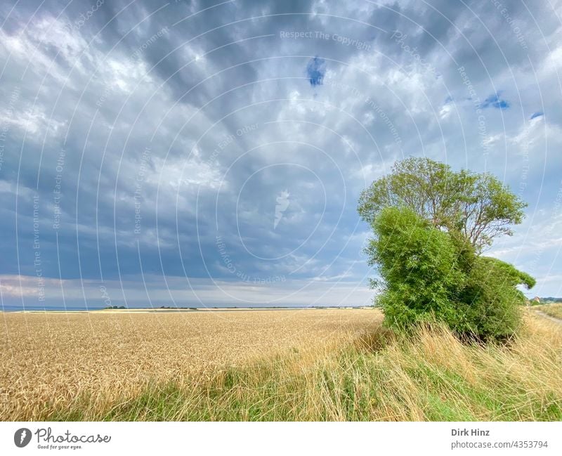 Landwirtschaft auf der dänischen Insel Bagö Dänemark Himmel Baum Wolken Feld Sommer Ackerbau Getreidefeld Landschaft Außenaufnahme Umwelt Menschenleer Wachstum