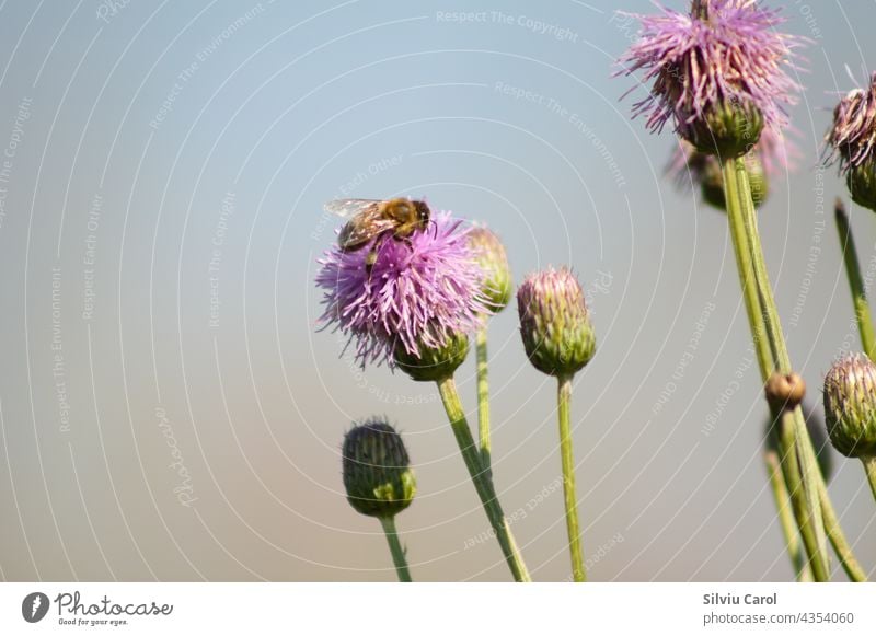 Kriechende Distel in der Blüte mit einer Biene auf sie Nahaufnahme Hummel Blume Insekt Liebling Apidae Sommer Nektar Makro wild weiß Natur Pflanze Hintergrund