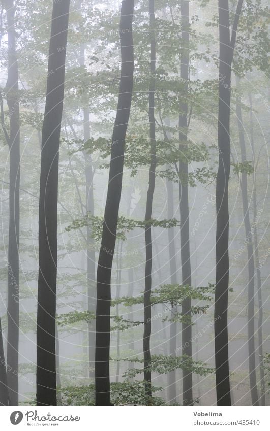 Nebel im Wald Natur Herbst Wetter Baum kalt grau grün Stimmung Traurigkeit Trauer Einsamkeit unheimlich mystisch Baumstamm Farbfoto Gedeckte Farben