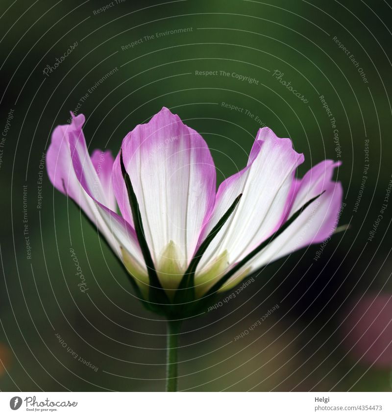 zweifarbiges Schmuckkörbchen im Gegenlicht Cosmea Blume Blüte Natur Pflanze Blühend Sommer Blumenwiese Außenaufnahme Menschenleer Nahaufnahme Detailaufnahme