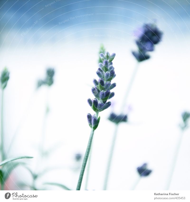 Lavendel zur blauen Stunde Natur Pflanze Nutzpflanze Wildpflanze Topfpflanze Blühend braun grün violett weiß Lavendelblüte Blatt Farbfoto Außenaufnahme