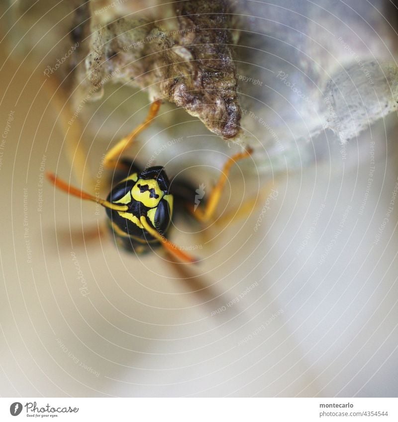 Eine Wespe bastelt an ihrem Nest Umwelt Natur Wildtier Tiergesicht bedrohlich dünn klein natürlich nah Detailaufnahme Nahaufnahme Makroaufnahme