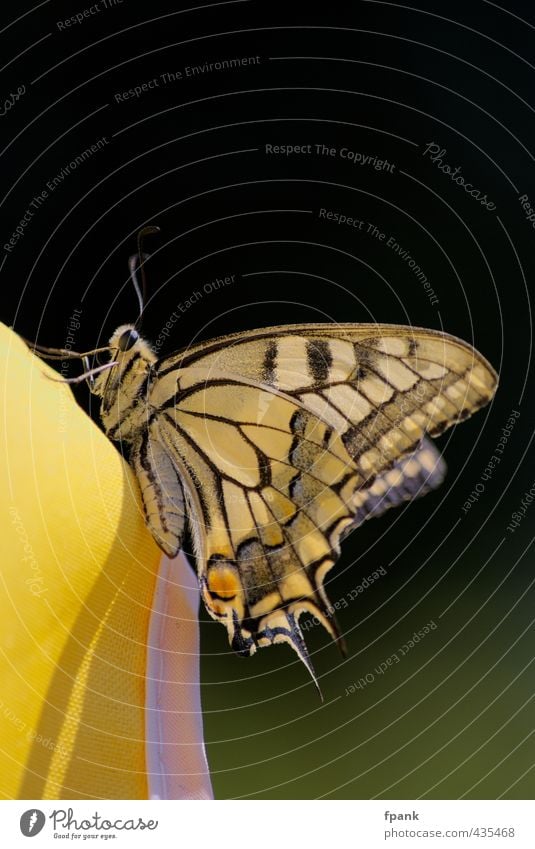 Am Rand des Sonnenschirmuniversums Natur Tier Wildtier Schmetterling Flügel 1 gelb schwarz "Insekt," Tagfalter Fühler Flügelunterseite Beine Imago