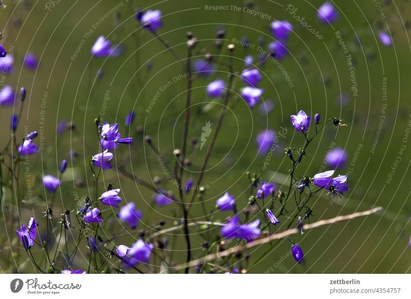 Kleine blaue Blüten blume blüte glockenblume romantik romantisch natur wiese pflanze garten wald park wachstum tiefenschärfe schärfentiefe sommer ferien urlaub