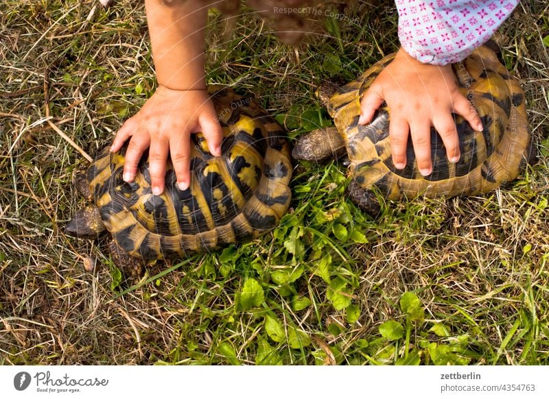 Kind mit zwei Schildkröten schildkröte tier haustier panzer kind mädchen hand hände halten festhalten natur gras wiese spiel kindergarten tierhaltung pflege