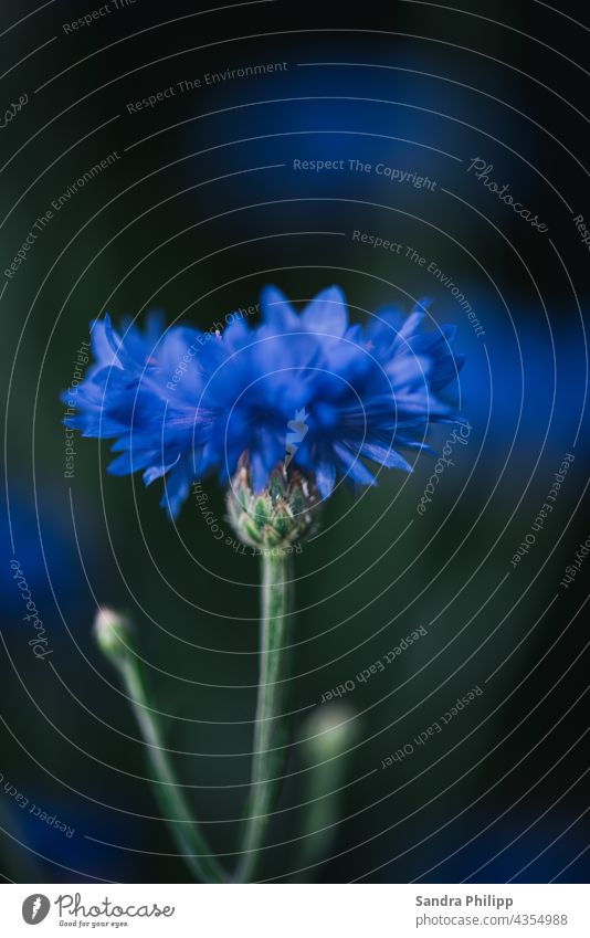 blaue Kornblume vor unscharfem Hintergrund Sommer Natur Außenaufnahme Pflanze Menschenleer Blüte Feld Umwelt Wildpflanze Wachstum Duft schön Farbfoto