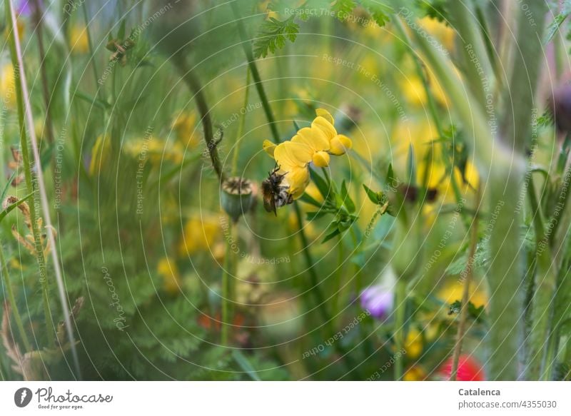 Hummel auf Hornklee in der Blumenwiese Natur Flora Pflanze Wiesenblumen Blüte verblühen Sommer Tag Tageslicht Grün Gras duften Mohn Gelb Fauna Insekt fliegen