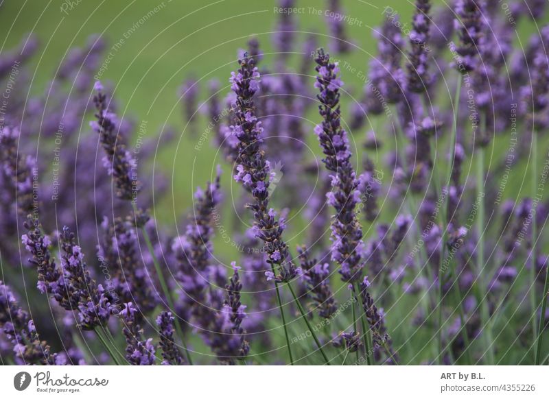 Lavendel pflanze duft duftig aroma blume heilpflanze blüten garten natur Lavendelbeet blumenbeet