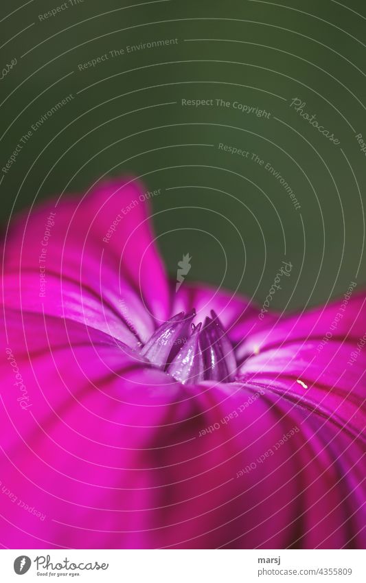 Detail der Kronen-Lichtnelke. Lychnis coronaria. Gartenblume schön Blütenblatt Leben blühen Pflanze Blühend violett Vexiernelke Blume Makroaufnahme Natur