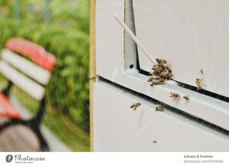 Bienen naschen an Mülleimer Freizeitpark Sommer süß Zucker gierig Insekten Tier Honigbiene Außenaufnahme