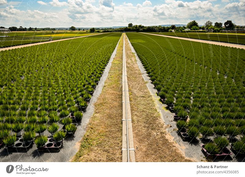 Pflanzenzucht Monokultur Topfpflanzen Landwirtschaft Gartenbau Feld Nutzpflanze Außenaufnahme Wachstum Pestizide Bio Horizont Himmel Wolken Gärtnerei sähen