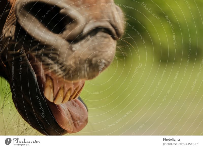 Pferd zeigt Zähne und Zunge Zahn Maul Nüstern Tier Säugetier braun Außenaufnahme Nahaufnahme Farbfoto Nase Detailaufnahme 1 Textfreiraum rechts