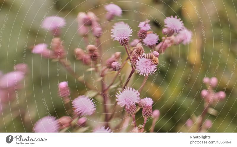 Biene auf der Blüte einer Distel Blume Feld Feldrand Wiese Wiesenrand unscharf pastell rosa Vintage Natur Pflanze Außenaufnahme Farbfoto Sommer grün