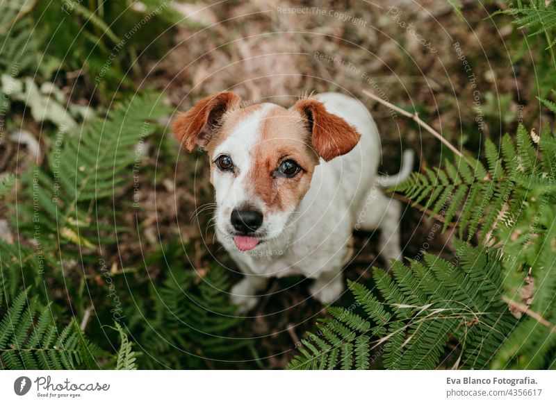 Draufsicht auf einen niedlichen Jack-Russell-Hund mit herausgestreckter Zunge, der im Wald zwischen farngrünen Blättern sitzt. Natur und Haustiere jack russell