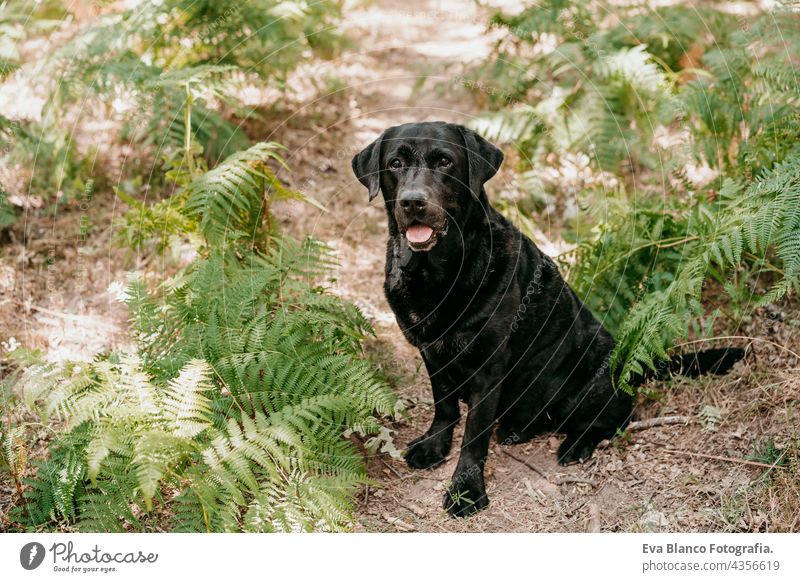 Schöner schwarzer Labrador-Hund sitzt auf einem Fußweg im Wald. Natur und Haustiere grün Wurmfarn Blätter jung Reinrassig züchten schön traumhaft sonnig wandern