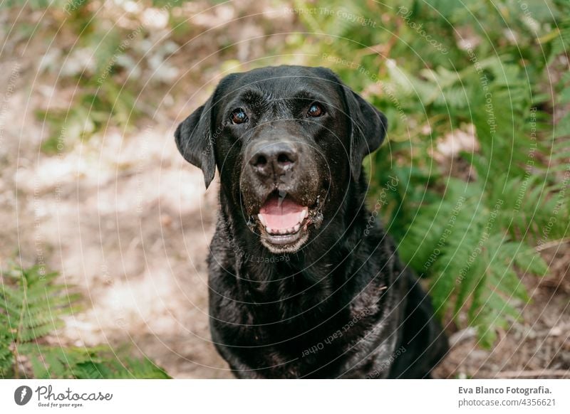Porträt von schönen schwarzen Labrador-Hund sitzt unter grünen Farnblättern in Fußweg im Wald. Natur und Haustiere Wurmfarn Blätter jung Reinrassig züchten
