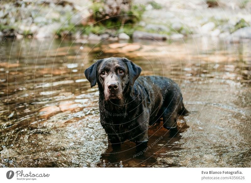 Glücklicher schwarzer Labradorhund schwimmt im Fluss. Natur und Haustiere , Abenteuer Zeit Hund Wasser Schwimmsport Sommer See Berge u. Gebirge nass Wald grün