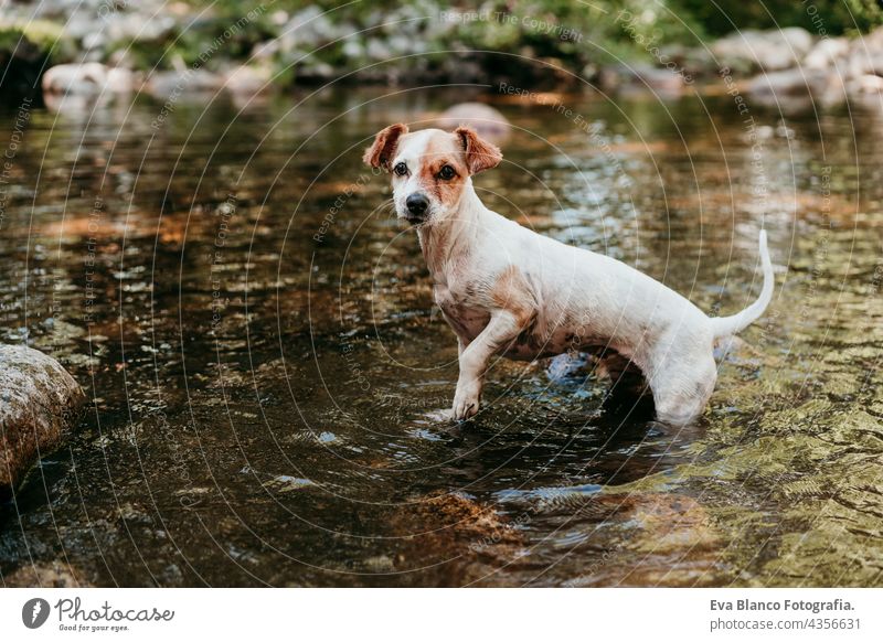 Süßer kleiner Jack Russell Hund schwimmt im Fluss im Wald. Steht auf einem Felsen. Haustiere, Abenteuer und Natur jack russell Wasser Schwimmsport Sommer See
