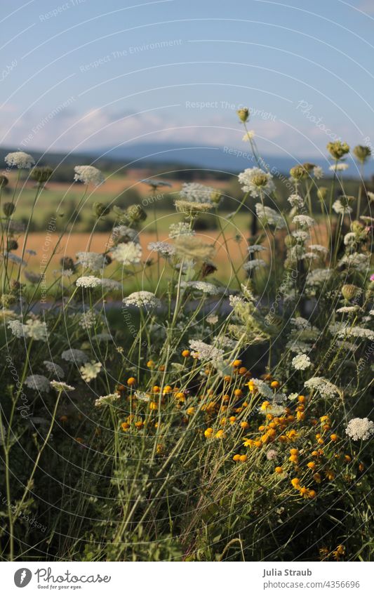 Blumenwiese im Sommer mit Ausblick auf den Kreuzberg Rhön Landkreis Bad Kissingen Natur Außenaufnahme Landschaft Menschenleer Baum Wolken Himmel Sonenschein